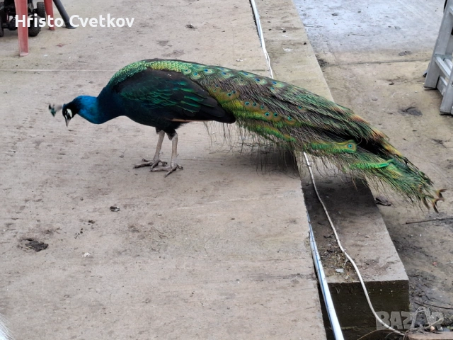 Паун индийски и чернокрил, снимка 3 - други­ - 53457224