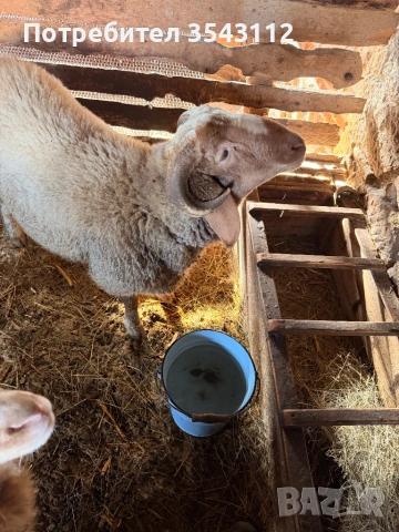 Овен, снимка 2 - Овце - 53168050