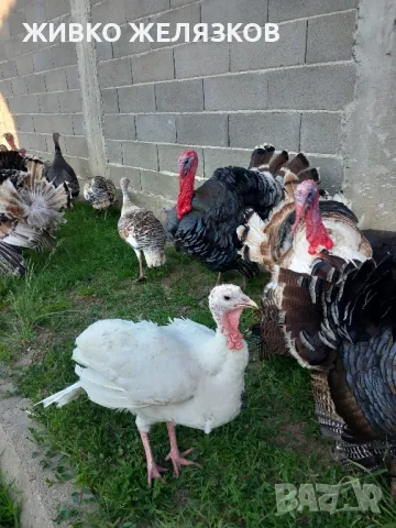 Продавам домашно гледани пуйки