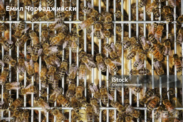 Ханеманови решетки, снимка 4 - За пчели - 50054538