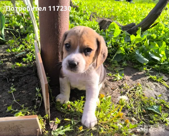 Бигъл, снимка 1