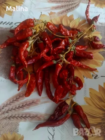 Семена висока и ниска циния , снимка 2 - Сортови семена и луковици - 49165896