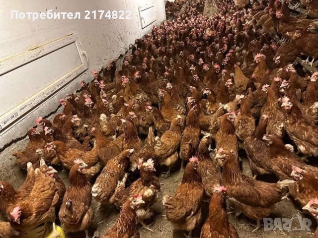 Кокошки носачки ломан браун, снимка 1 - Кокошки и пуйки - 43350677