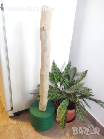 Катерушка, аксесоар за котета за точене на ноктите