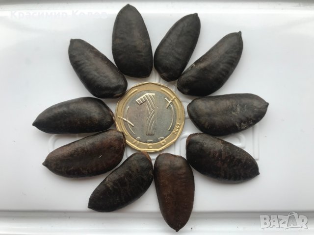 Индиански банан, Асимина трилоба, Asimina triloba,семена и растения, снимка 14 - Разсади - 27092676