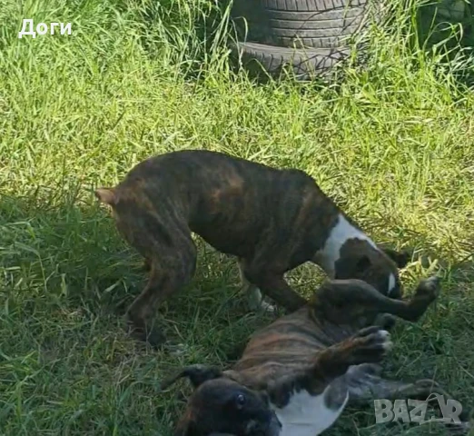 Продавам Боксери , снимка 5 - Боксер - 50898115