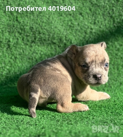 Американско були покет мерле, снимка 18 - Други - 52792170