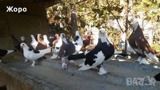 Типлери, снимка 6 - Гълъби - 20334809