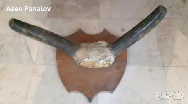 Рога от бик и крава, снимка 1