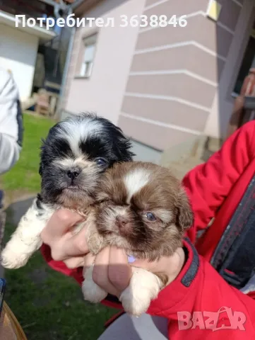 Ши цу, снимка 3 - Ши Тцу - 49348283