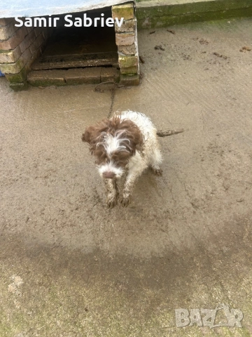 Продавам Кучета , снимка 10 - Други - 52864247