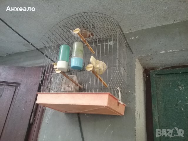 Продавам певчески канари, снимка 5 - Канари - 26796085