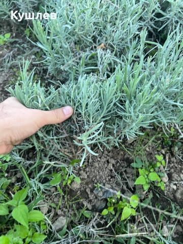 Резници лавандула , снимка 3 - Разсади - 53500410