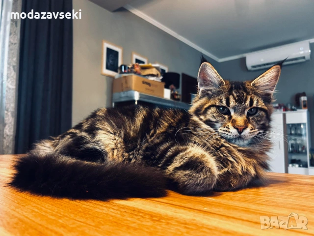 Мъжки Мейн кун, снимка 2 - Мейн кун - 53384853