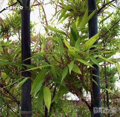 100 бр бамбукови семена градински растения Черен цвят бамбук Moso-Bamboo за декорация на градината д, снимка 7 - Сортови семена и луковици - 28091326