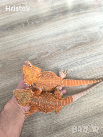 Брадати агами , снимка 4 - Други - 53431815