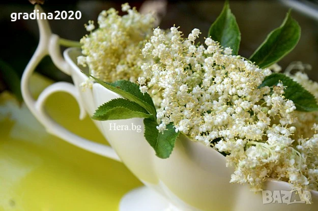  Бъз - Бял   Разсад , снимка 8 - Разсади - 40954906