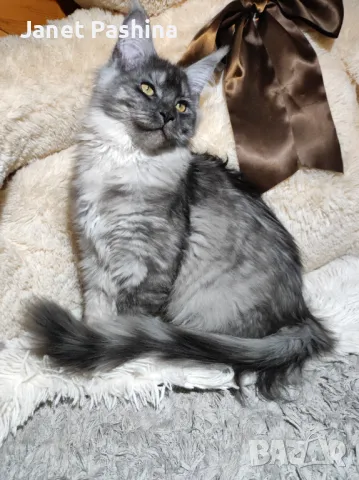 Мейн Кун чистокръвен 