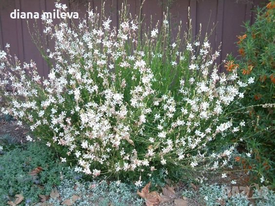 Гаура, студоустойчива, Gaura lindheimeri Emmeline White, снимка 2 - Градински цветя и растения - 40773920
