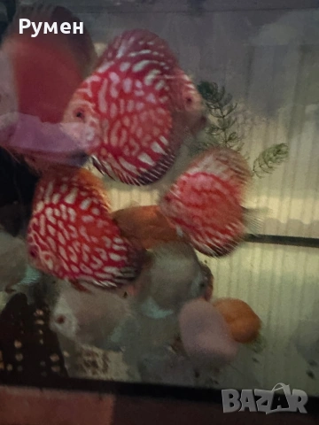 Продавам млади дискуси, снимка 2 - Рибки - 53222453