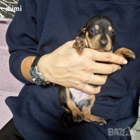 Дакелчета , снимка 3 - Дакели - 52844373