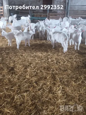 Saanski jenski qreta chistakravni sas sertifikat za poroda , снимка 13 - Кози - 49261553