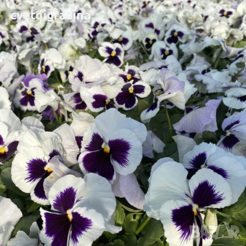 Едроцветна ароматна теменужка, снимка 6 - Градински цветя и растения - 52815725