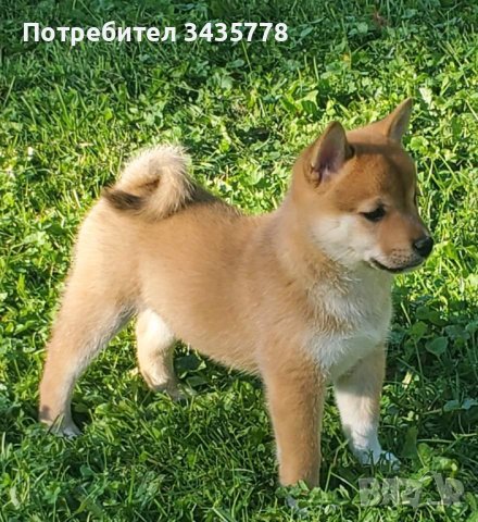 Шиба ину/shiba iny/, снимка 1