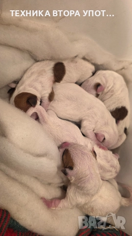 Джак ръсел териер родени на 29.11.25