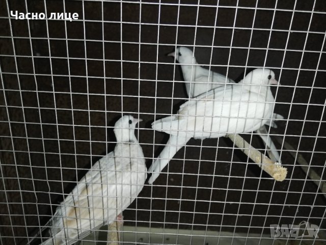 Смеещисе гугутки , снимка 6 - други­ - 35296808