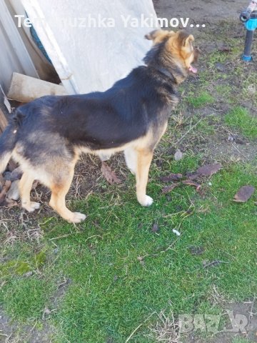 Мечо търси дом!, снимка 7 - Други - 41491171