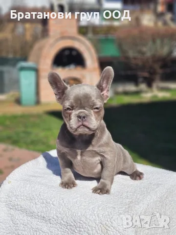 Френски булдог , снимка 6 - Френски булдог - 49411619