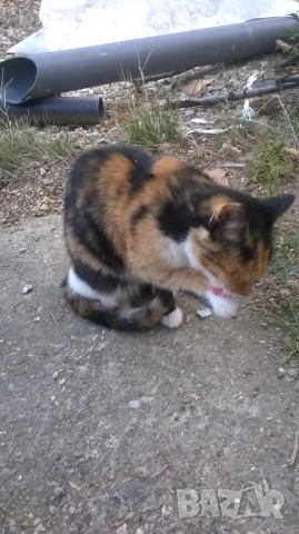 коте, снимка 2 - Други - 52188678