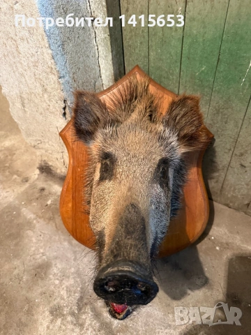Продавам препарирано диво прасе, снимка 2 - Антикварни и старинни предмети - 53295477