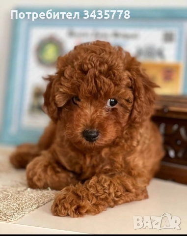 пудел той/poodle toy/, снимка 2 - Пудели - 49124306