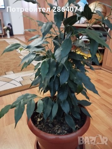 Бенджамин , снимка 9 - Стайни растения - 40442336