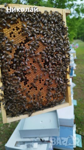 Пчелни семейства/ отводки/ - записване 2024, снимка 2 - За пчели - 43355229