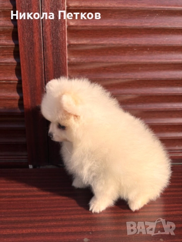 Померан , снимка 3 - Померан - 52839357