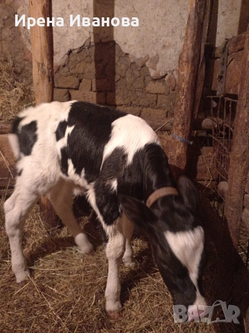 Продавам женско теле , снимка 2 - Крави - 53499262