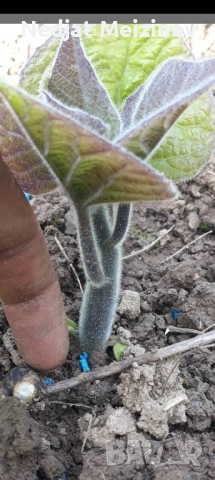 Пауловния фиданки , снимка 7 - Градински цветя и растения - 51841534