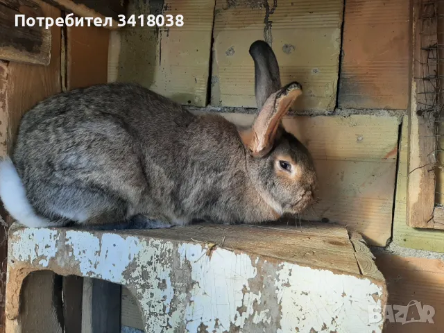продавам зайци - различни породи и възрасти, снимка 5 - Други животни - 49253579