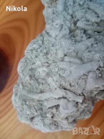 Фосили колония бриозои, снимка 2 - Колекции - 28667731