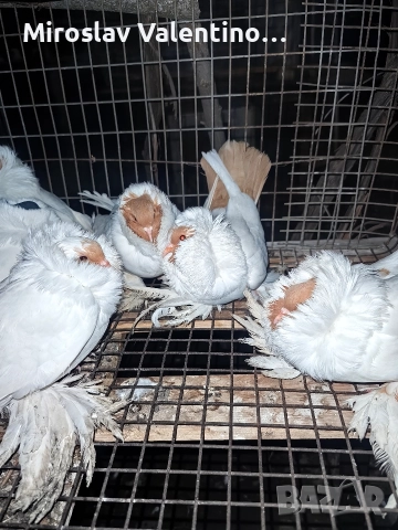 шмалкалденски монахини, снимка 5 - Гълъби - 52795046