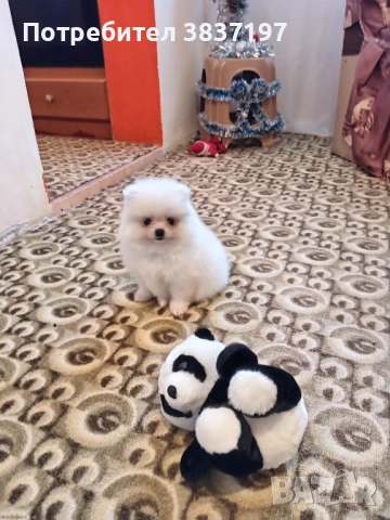 3 мъжки и 1 женско, снимка 12 - Померан - 52996319