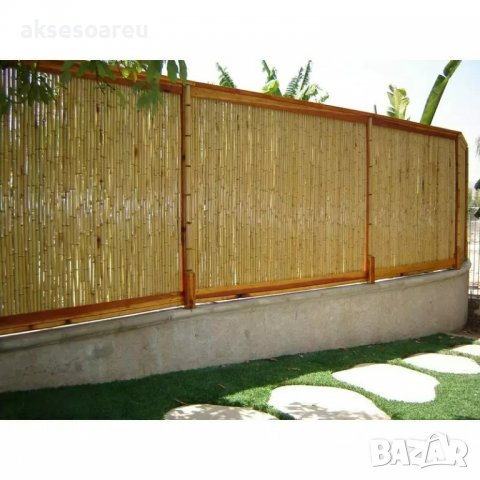 100 Семена от бамбук Moso-Bamboo красиво растение за декорация на вашата градина бамбук мосо бамбо б, снимка 7 - Сортови семена и луковици - 37774709