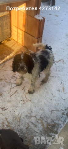 Кокер+ лагото, снимка 4 - Кокер шпаньол - 53256978