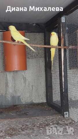 Малък александър , снимка 3 - Папагали - 53227708
