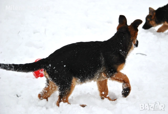 Немски овчарки с родословие , снимка 5 - Немска овчарка - 53336696