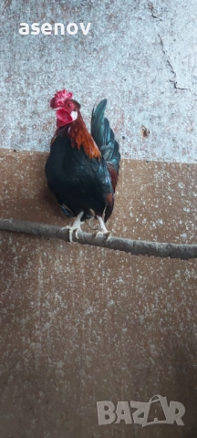 Джинки , снимка 2 - други­ - 53397100