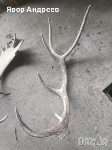 еленови рога